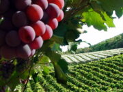 Jundiaí entra no Mapa da Diversidade de destinos turísticos do estado de São Paulo Jundiaí entra no Mapa da Diversidade de destinos turísticos do estado de São Paulo