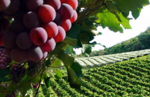 Jundiaí entra no Mapa da Diversidade de destinos turísticos do estado de São Paulo Jundiaí entra no Mapa da Diversidade de destinos turísticos do estado de São Paulo