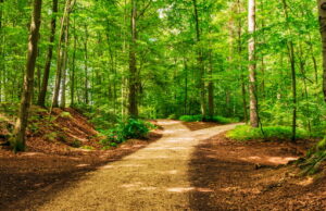 Projeto ‘corredor verde caipira’ ligará 5 cidades do estado de São Paulo Projeto 'corredor verde caipira' ligará 5 cidades do estado de São Paulo