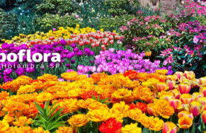 Expoflora 2022; maior Exposição de Flores da América Latina – veja atrações; ingressos