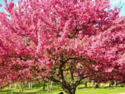 Festival das Cerejeiras em São Roque é atração em julho Festival das Cerejeiras em São Roque é atração em julho