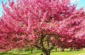 Festival das Cerejeiras em São Roque é atração em julho Festival das Cerejeiras em São Roque é atração em julho