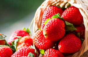 Circuito das Águas: Monte Alegre do Sul recebe tradicional Festa do Morango Circuito das Águas: Monte Alegre do Sul recebe tradicional Festa do Morango