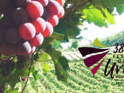 Festa da Uva Jundiaí 2023 acontecerá em quatro finais de semana; veja datas Festa da Uva 2023 de Jundiaí acontecerá em quatro finais de semana