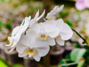 Feira de Orquídeas 2023 Campinas com entrada e cursos gratuitos; praça de alimentação; saiba mais