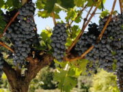 Vinícolas do interior de São Paulo oferecem visitas, colheita de uvas e degustação; confira os locais Vinícolas do interior de São Paulo oferecem visitas, colheita de uvas e degustação; confira os locais