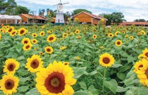 Campos de girassóis atraem turistas durante o inverno Holambra Campos de girassóis atraem turistas durante o inverno Holambra