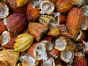 Cacau Brasileiro e o Mercado Internacional: Relação de Preços e Competitividade