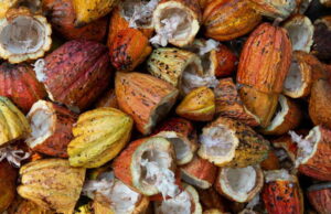 Cacau Brasileiro e o Mercado Internacional: Relação de Preços e Competitividade