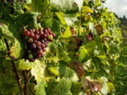 Governo paulista lança programa “Rotas do Vinho” para produção de vinhos finos Governo paulista lança programa "Rotas do Vinho" para produção de vinhos finos