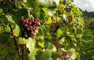 Governo paulista lança programa “Rotas do Vinho” para produção de vinhos finos Governo paulista lança programa "Rotas do Vinho" para produção de vinhos finos