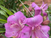 Veiling Market 2026: feira reúne lançamentos da floricultura; saiba mais sobre o evento